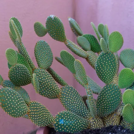 アパート Granelli Di Sabbia