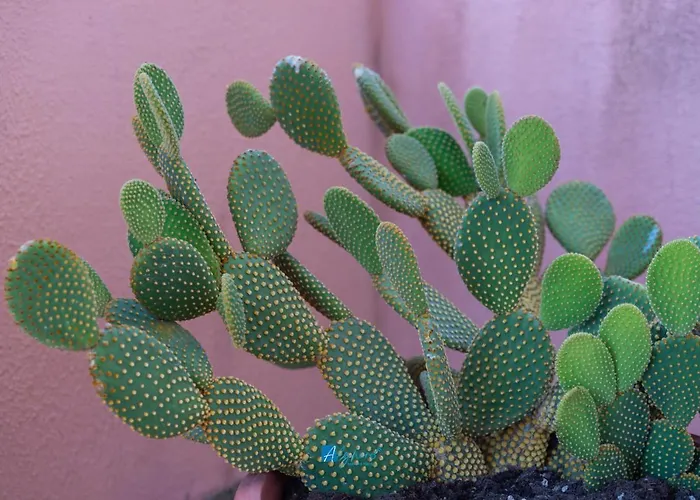 Διαμέρισμα Granelli Di Sabbia